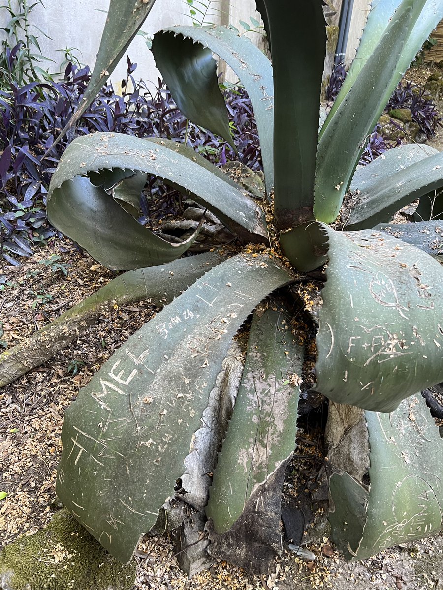 hurc_hv's tweet image. imagine surviving for god knows how long in a botanical garden only for some dumbass to carve his name on you