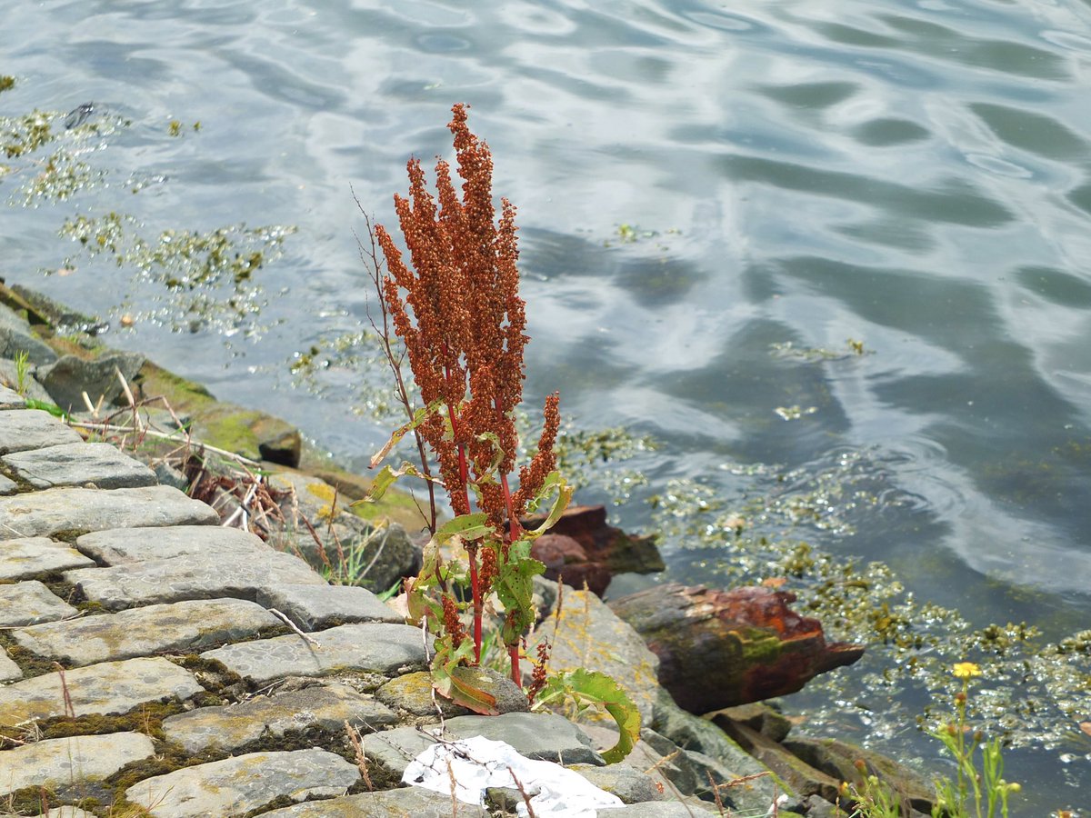 Dock by the dock.  #WildFlowerHour