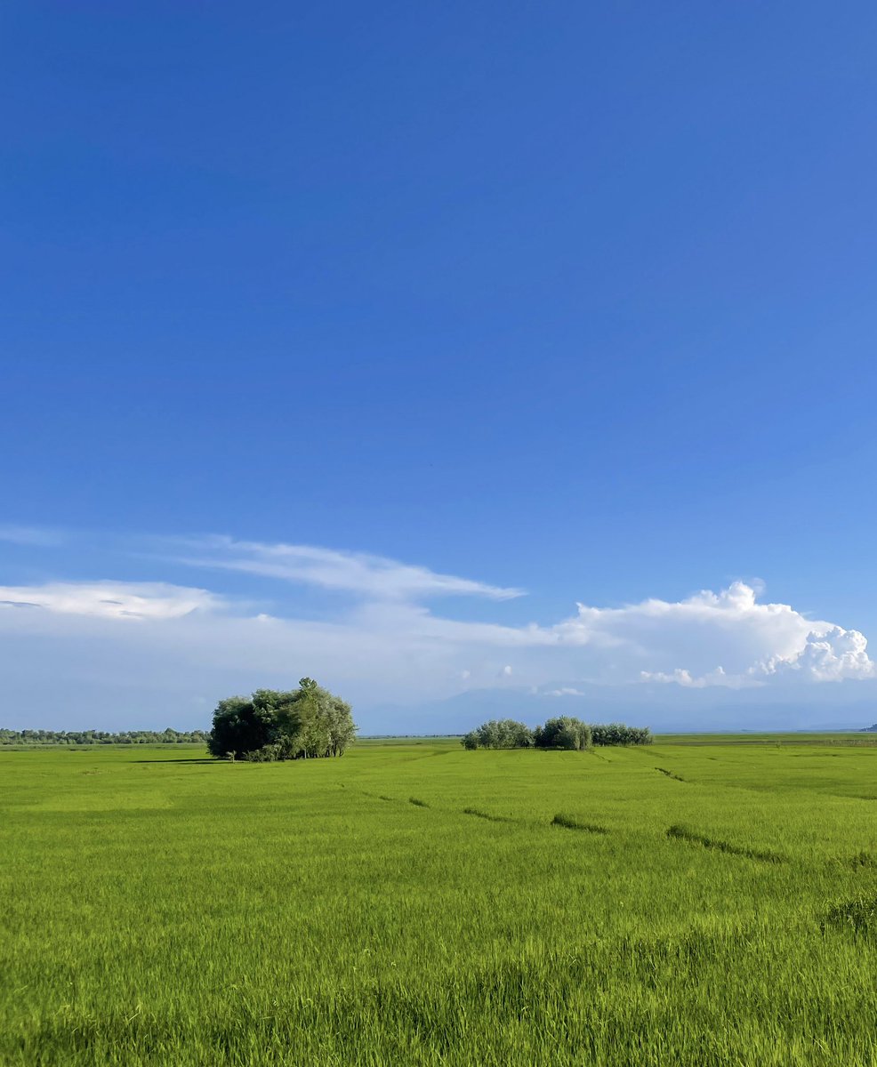 far_has25's tweet image. 