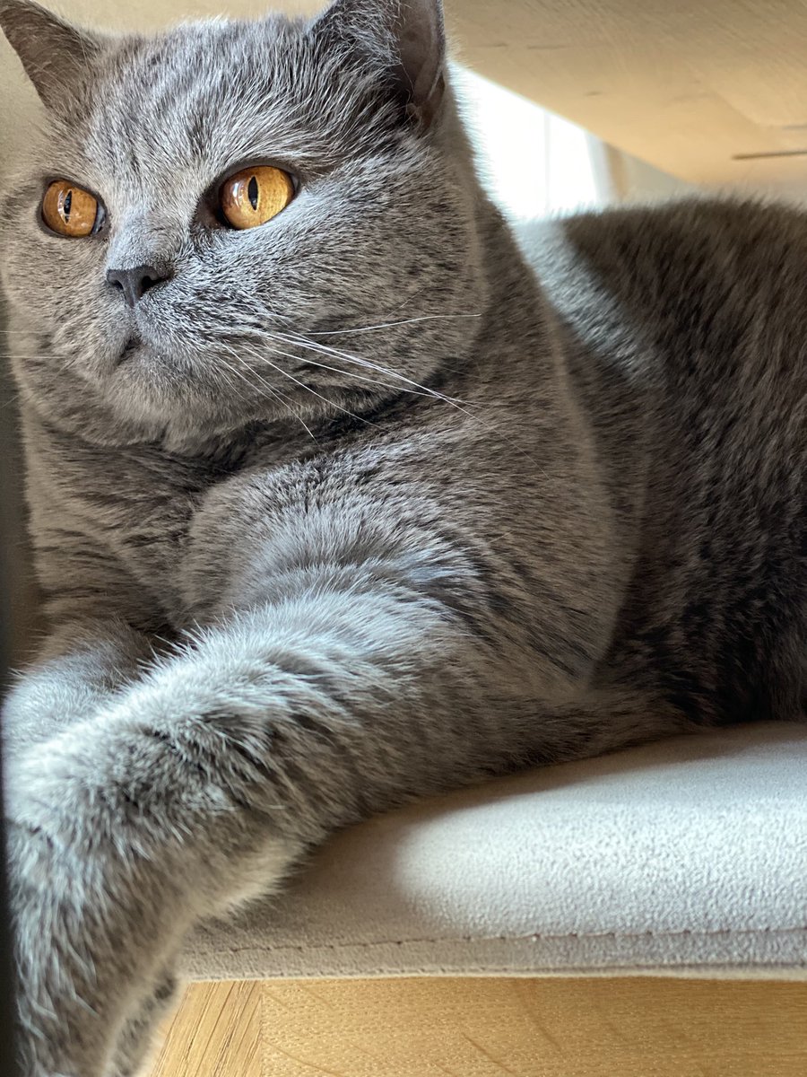 What’s up, pals? #CatsOfTwitter