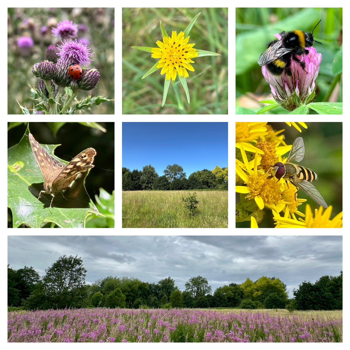 Jay_Therapy Up North (@therapyupnorth) on Twitter photo In <a href="/ryebankfields/">Save RyeBank Fields ๐๐๐</a> #chorlton #manchester this week.
#SevenOnSunday
#365dayswild #wellbeing #nature #therapy #outdoors #mindfulness #mentalhealth #health #wildflowerhour #NaturePhotography #MindfulPhotography #SaveRyebankFields ๐ In <a href="/ryebankfields/">Save RyeBank Fields ๐๐๐</a> #chorlton #manchester this week.
#SevenOnSunday
#365dayswild #wellbeing #nature #therapy #outdoors #mindfulness #mentalhealth #health #wildflowerhour #NaturePhotography #MindfulPhotography #SaveRyebankFields ๐