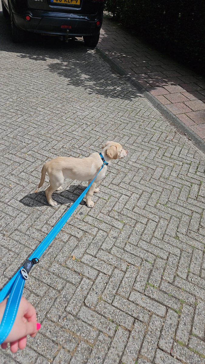 dwarsemanagain's tweet image. Mijn trots, mijn nieuwe labje🥰