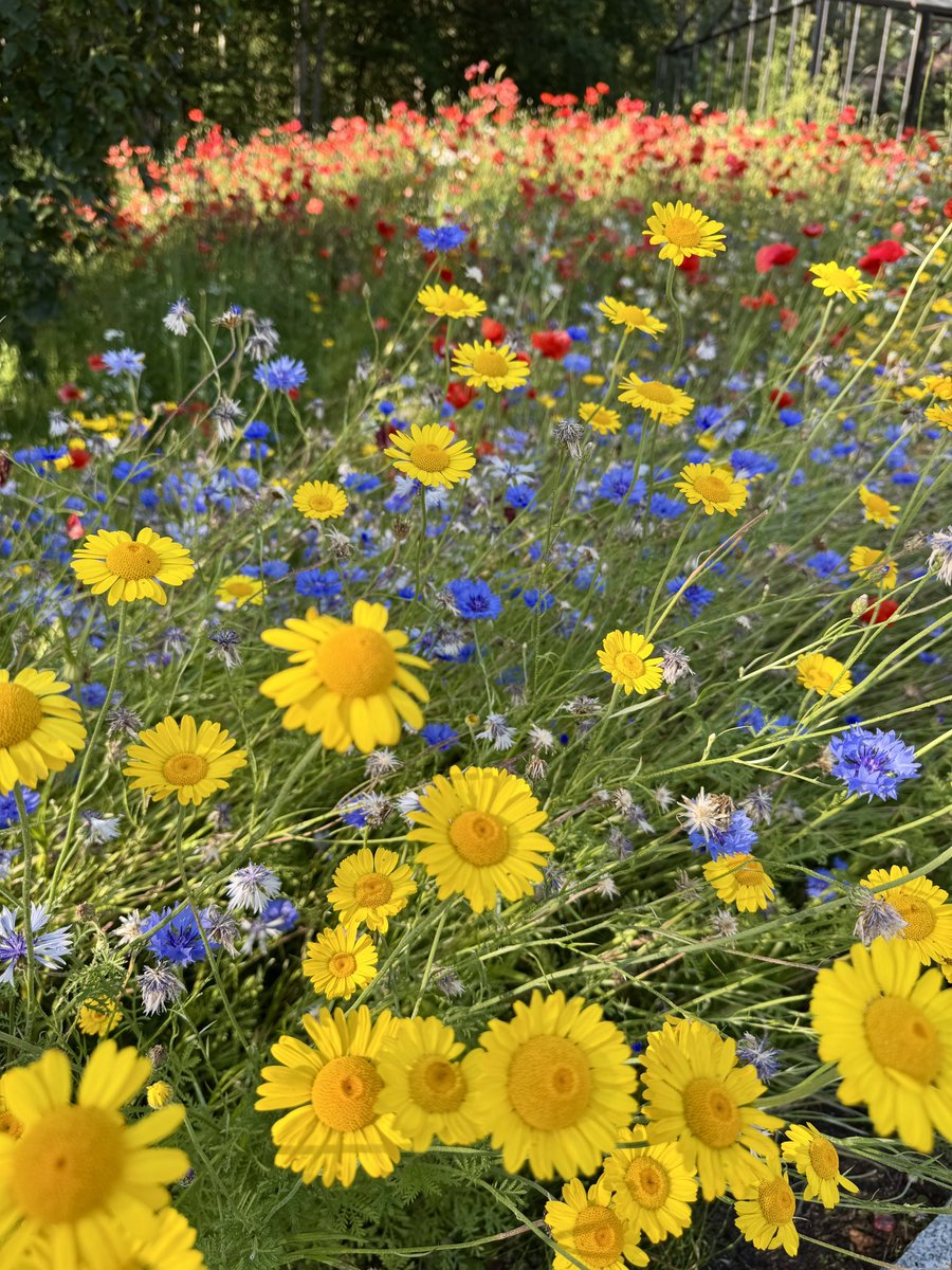 kis_lorand's tweet image. Wishing you all a great summer!! 🌞☀️🌺🥳🎉🕺🚴🏊‍♀️🏃‍♀️‍➡️🌸🌹