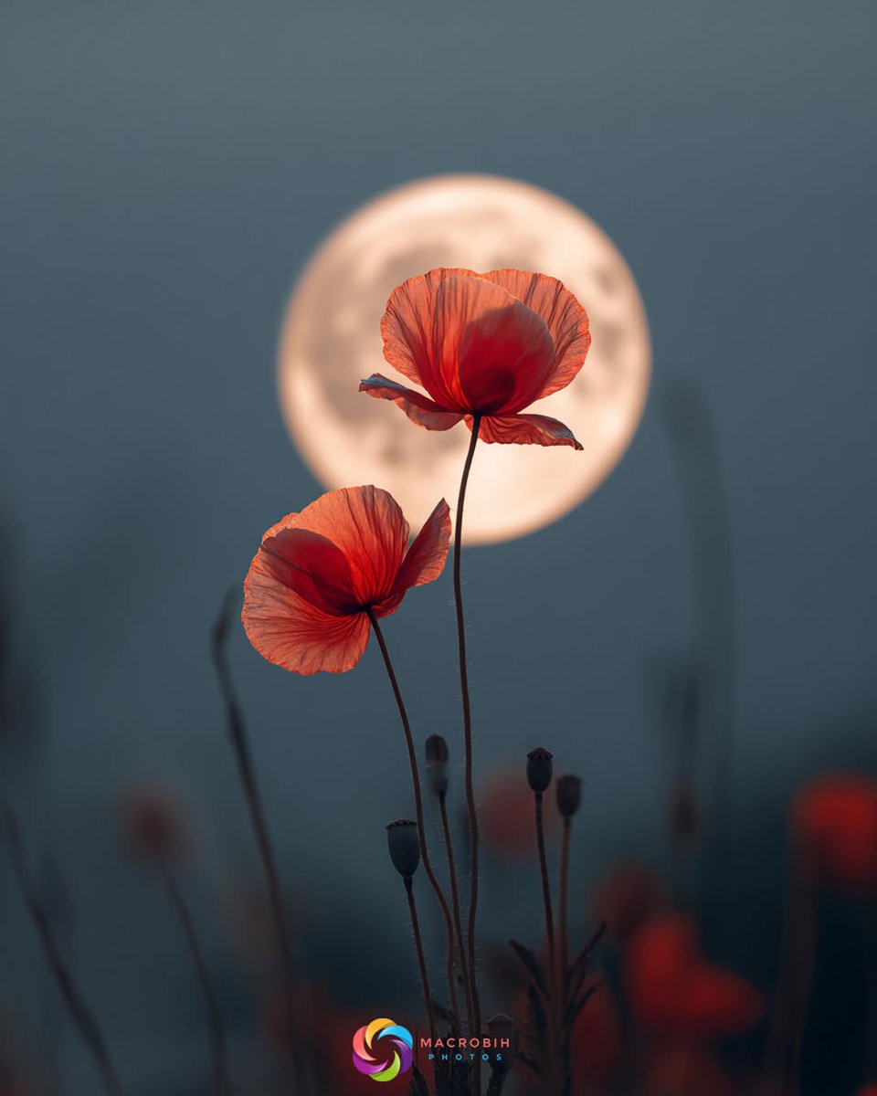 Good Evening Everyone ❤️🤍