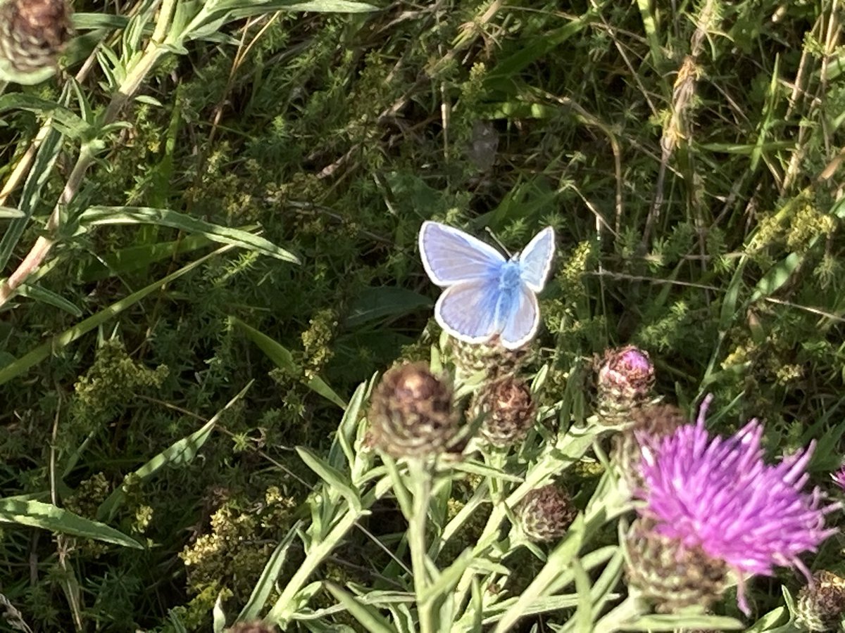 The Big Butterfly Count by <a href="/savebutterflies/">Butterfly Conservation 🦋</a> runs until 10th August. Last year the Chief Exec claimed numbers were down due to pesticide soaked fields (not the wet spring?!) So farmers - send your count in &amp; tell them how well your butterflies are doing 🦋