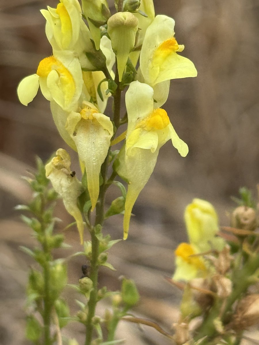 ScienceNelson's tweet image. Just in time for the end of #wildflower Common toadflax, common St John’s wort, common ragwort. Uncommonly lovely.