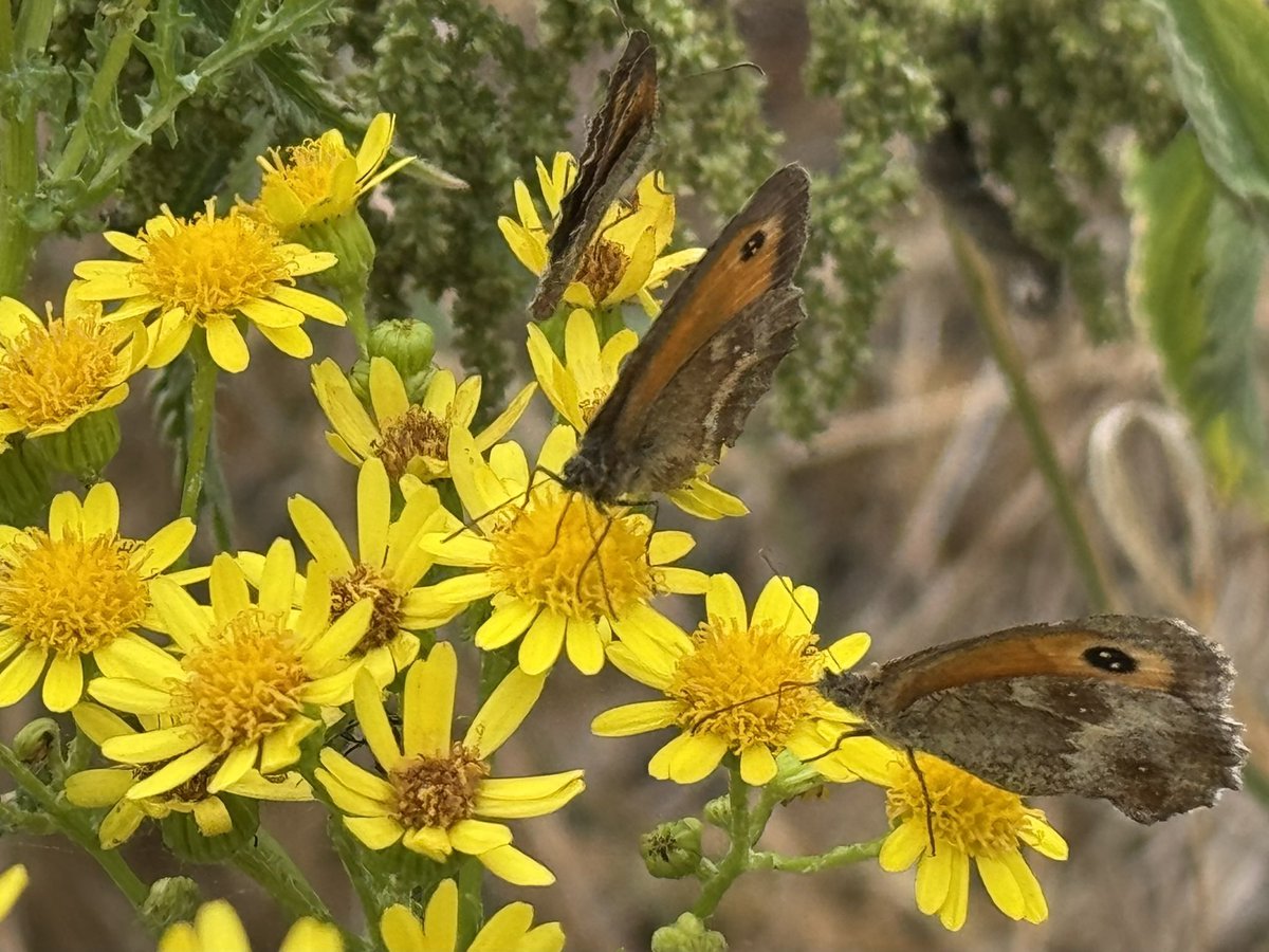 ScienceNelson's tweet image. Just in time for the end of #wildflower Common toadflax, common St John’s wort, common ragwort. Uncommonly lovely.