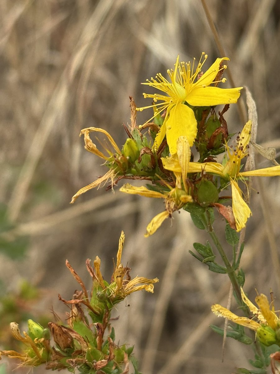 ScienceNelson's tweet image. Just in time for the end of #wildflower Common toadflax, common St John’s wort, common ragwort. Uncommonly lovely.