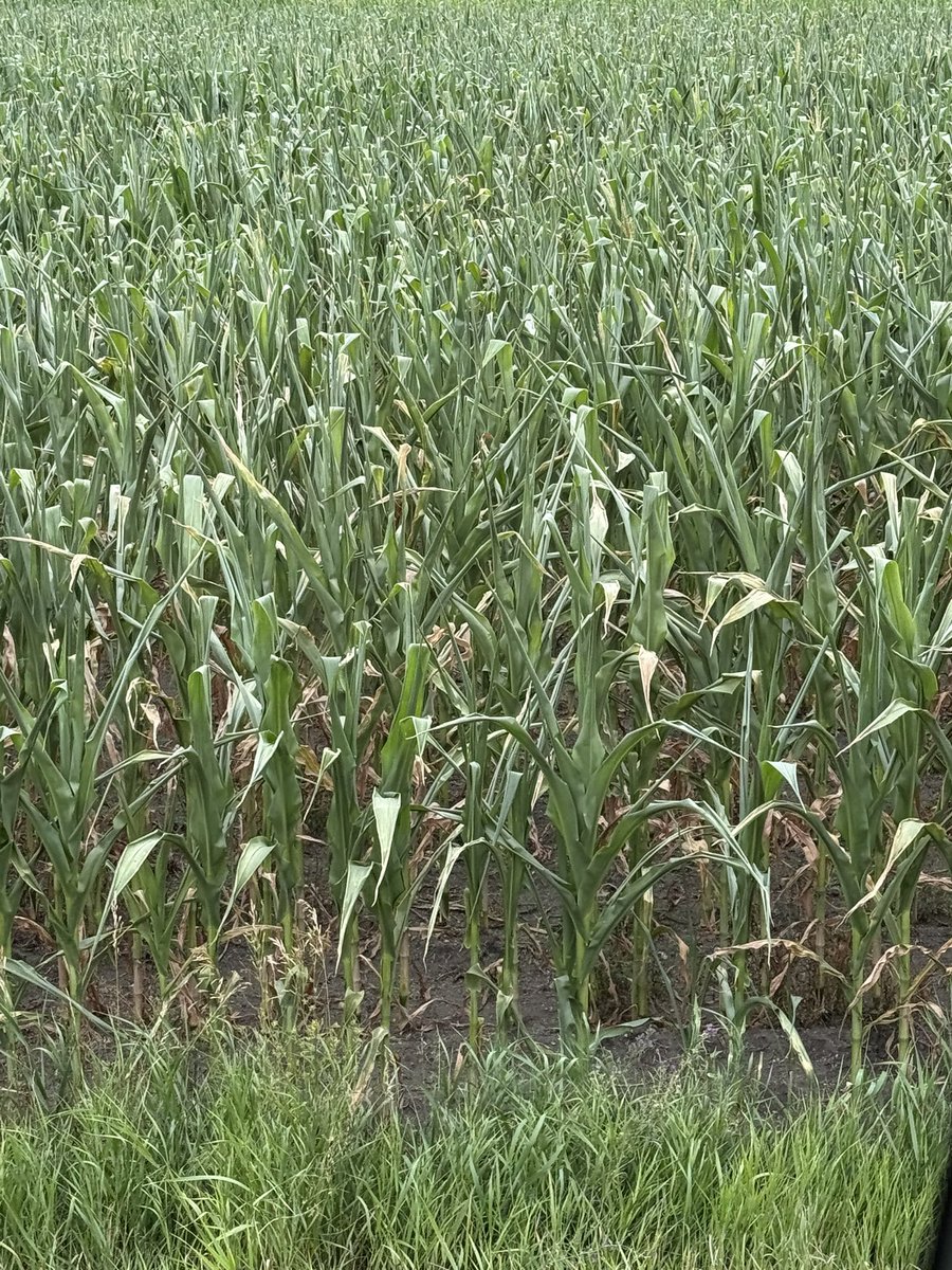 Sunday crop tour. Isolated areas on lighter gravely soils are dead. Much of this vein has been mined. Never pushed a tassel. 3.2” since May 20th at one local gauge. My yard is similar. Most of the 3.2” came on the night of June 18th when strong tornadoes and winds tore across ND.