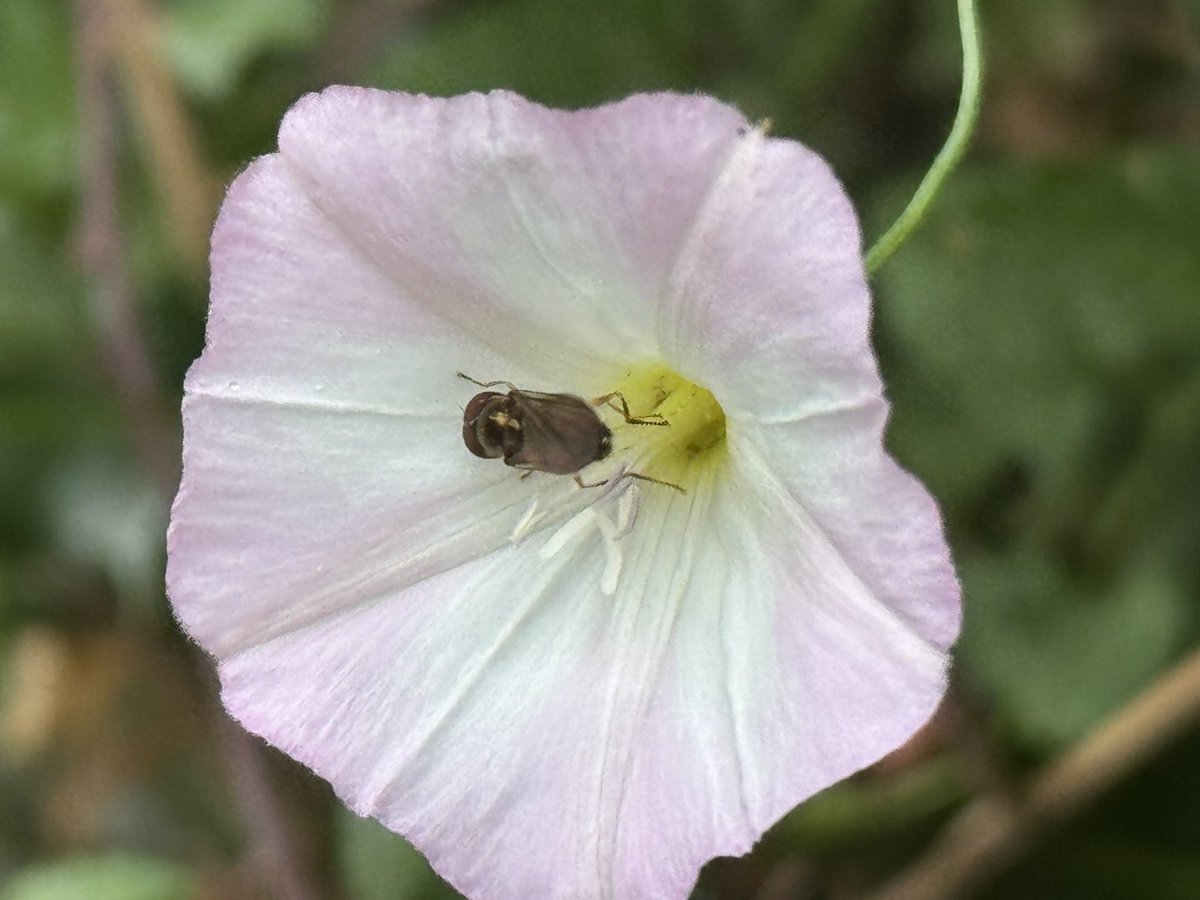 ScienceNelson's tweet image. A few more additions for #wildflowerhour Think I may even prefer the field scabious without its petals…