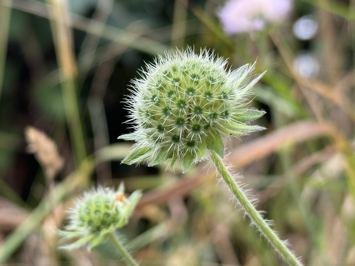 ScienceNelson's tweet image. A few more additions for #wildflowerhour Think I may even prefer the field scabious without its petals…