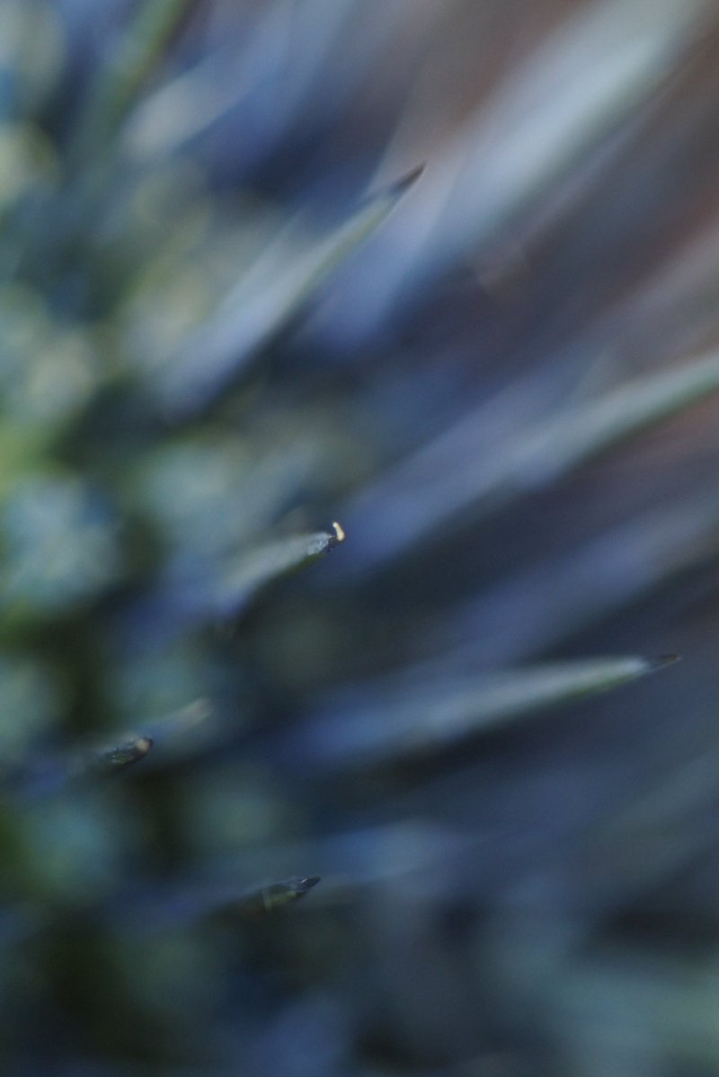 “Point of Interest”

Let’s get straight to the point 

Intentionally out of focus macro floral shot

8/10 left
2.5 $XTZ