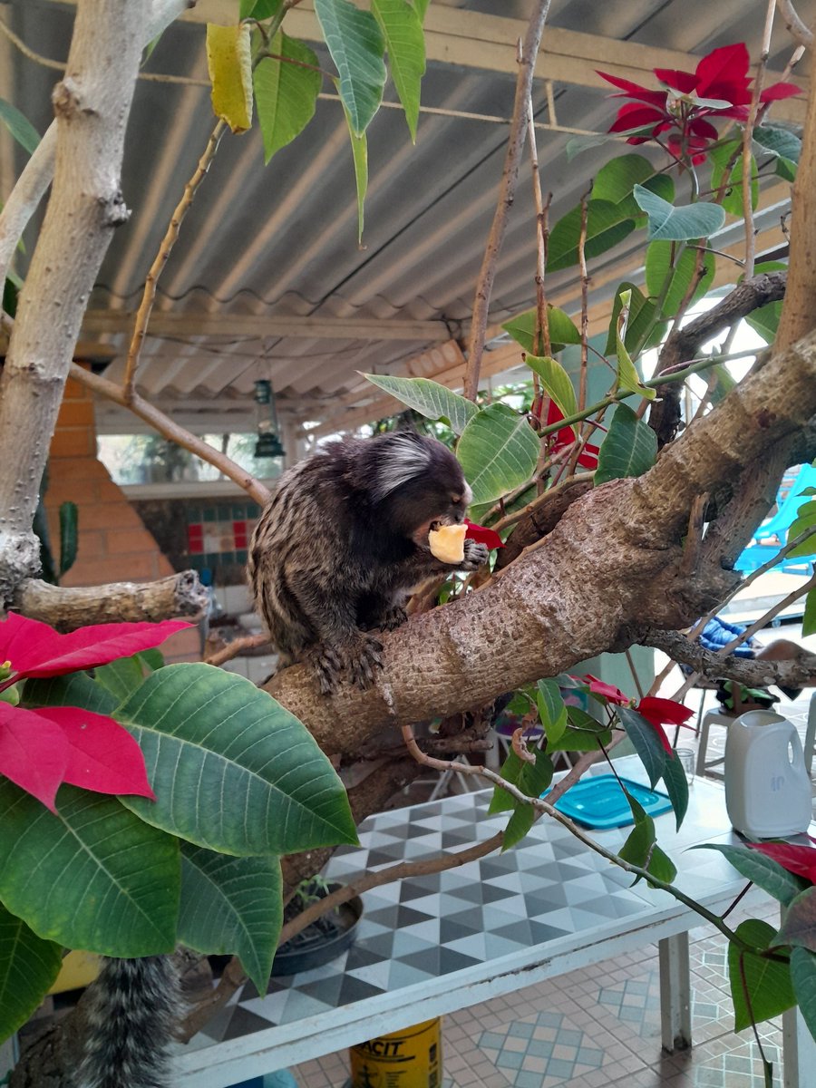 NatanCerqueira2's tweet image. Handfeeding some of God&apos;s most amazing creatures on this Lord&apos;s Day. Thank you for stopping by, little friends! 🍌🐒🐒