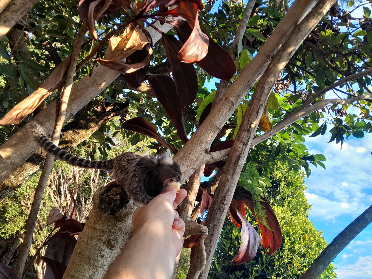NatanCerqueira2's tweet image. Handfeeding some of God&apos;s most amazing creatures on this Lord&apos;s Day. Thank you for stopping by, little friends! 🍌🐒🐒