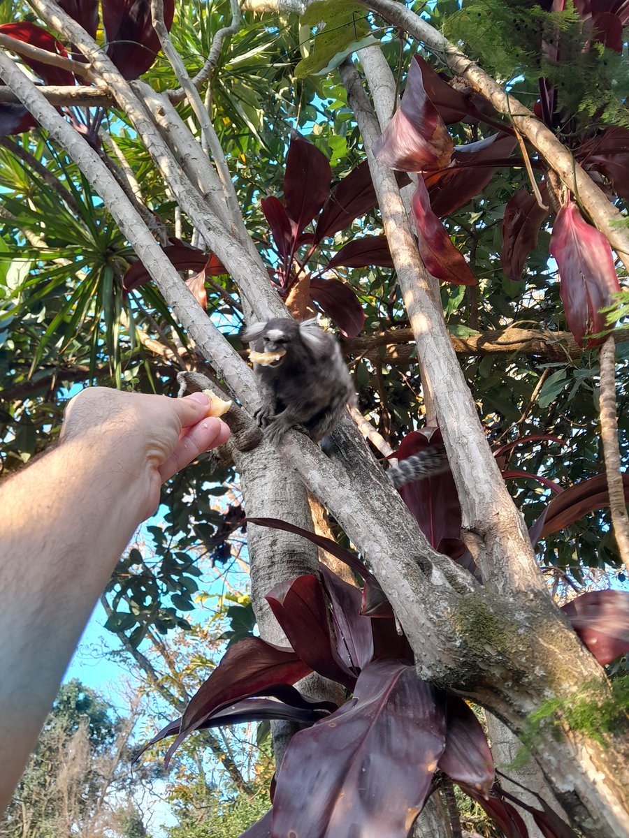 NatanCerqueira2's tweet image. Handfeeding some of God&apos;s most amazing creatures on this Lord&apos;s Day. Thank you for stopping by, little friends! 🍌🐒🐒