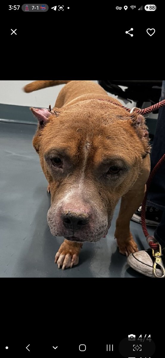 Julie🌻🐾 (@myboxerluvmac1) on Twitter photo 💔Marv💔
#NYCACC #232253 8y
▪️To Be Killed: 7/22💉 
Precious sweetie's listed 4 MD.
Has severe, chronic ear infections not responding 2 typical tx, req outside, ongoing care.
Typically req TECA: Total Ear Canal Ear Ablation, involes removing total ear canal.
Social, 💔Marv💔
#NYCACC #232253 8y
▪️To Be Killed: 7/22💉 
Precious sweetie's listed 4 MD.
Has severe, chronic ear infections not responding 2 typical tx, req outside, ongoing care.
Typically req TECA: Total Ear Canal Ear Ablation, involes removing total ear canal.
Social,
