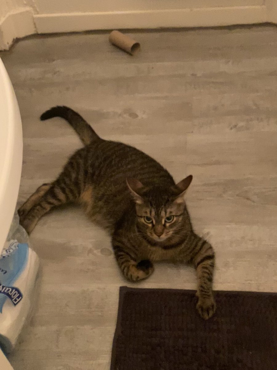 lokimimii's tweet image. je sors de la douche je vois ça, mais qu'est ce que je t'ai fait loki ??? la propreté t'énerve ?