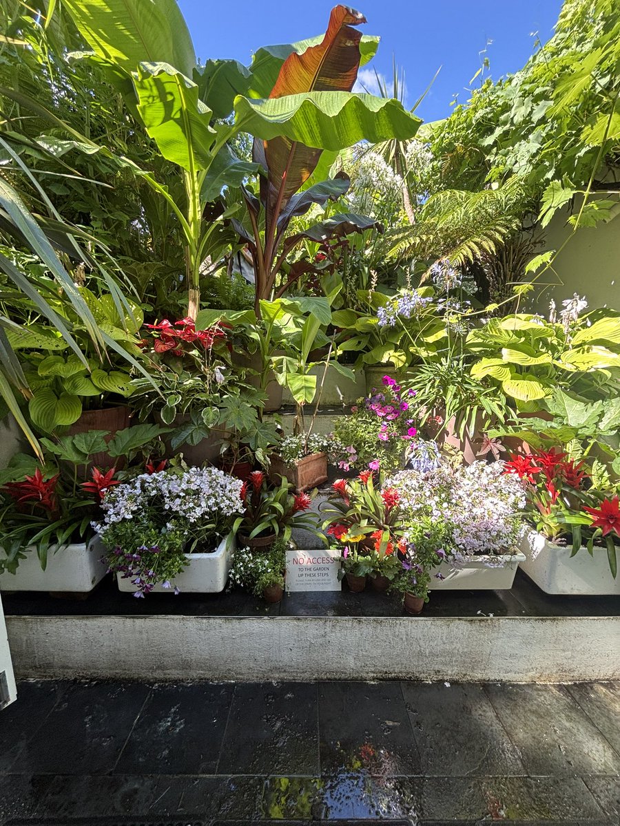 ClaphamTownLab's tweet image. Today was the @NGSOpenGardens and we were delighted to visit the garden of @AmielWayne in Clapham Town raising funds for @trinityhospice
“1st featured on BBC2 Gardeners' World, 2018, it’s a visual feast of intoxicating colours as Clapham meets Jamaica!”
ngs.org.uk