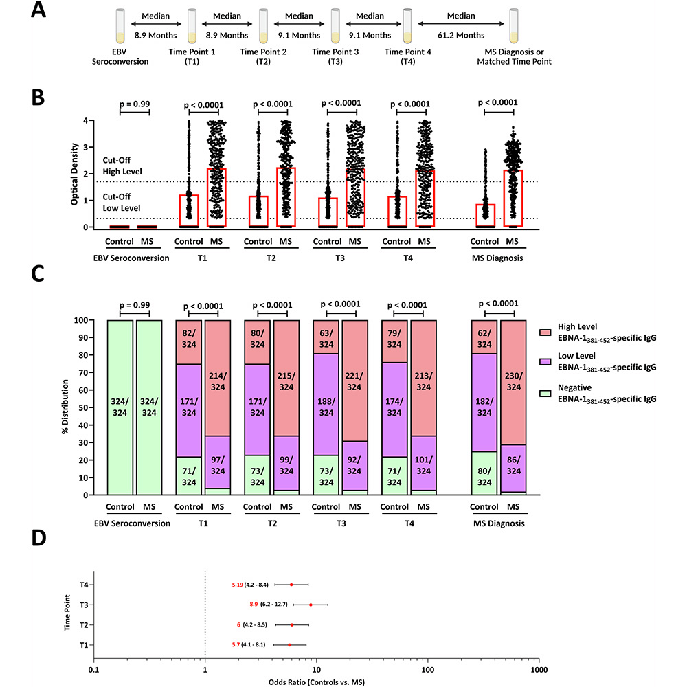 NaturePortfolio's tweet image. A study in @NatureComms shows that elevated EBNA-1-specific IgG antibody titers, detectable soon after Epstein-Barr virus seroconversion, are associated with individual multiple sclerosis risk, potentially serving as a prognostic biomarker. go.nature.com/46QhMPb