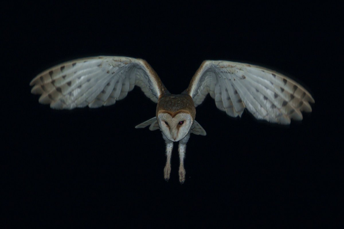 Claudio M. Soares tweet media