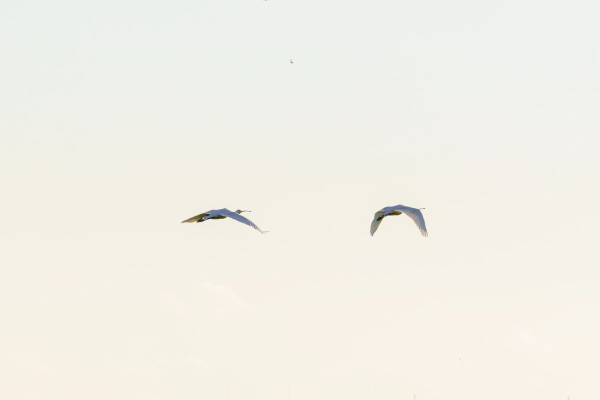 Claudio M. Soares tweet media