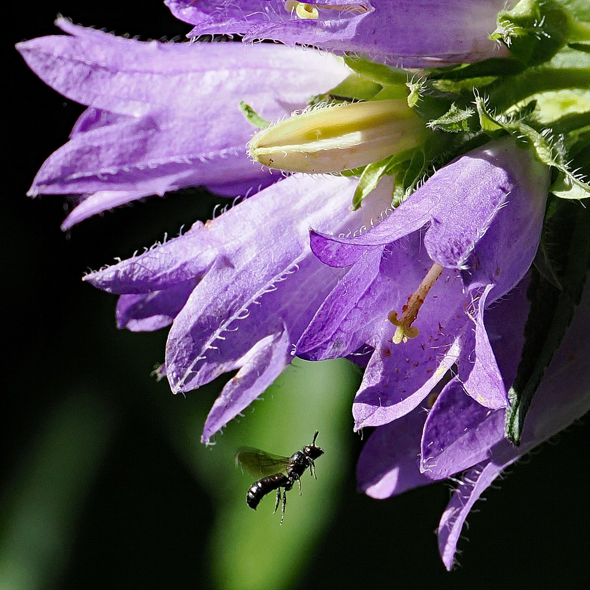 jwood_t's tweet image. Not a Harebell but a Nettle-leaved Bellflower (Campanula trachelium) growing in a shady spot in our garden with a Small Scissor Bee (Chelostoma campanularum) which is strongly associated with Harebells and other bellflowers. #wildflowerhour