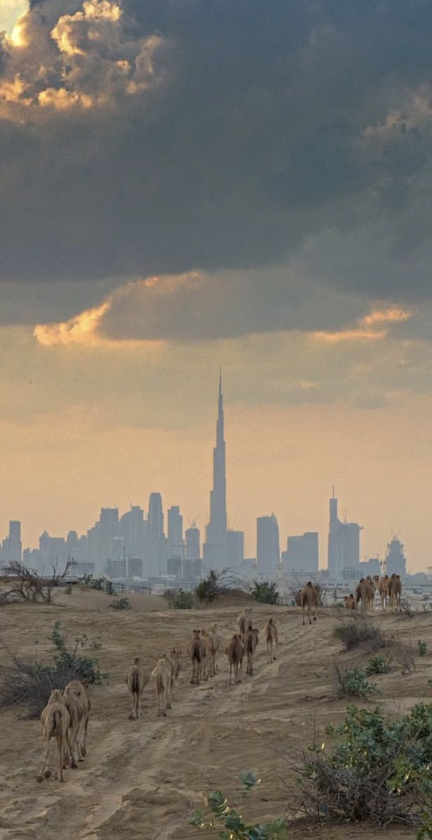 HSajwanization's tweet image. Dubai 🇦🇪✨ — from the desert 🐪 🏜️ to the world’s most highly advanced city 🦾👨🏻🚀🚅