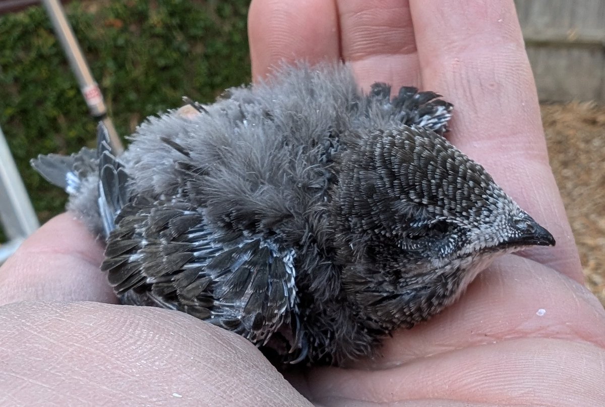 mattthesparrow's tweet image. A special moment today. This is the first Swift nestling ringed from a nest box in Wiltshire. The box was put up by a pair of neighbours and they plan to put up more around the village. We will definitely be copying this box design in our future work.