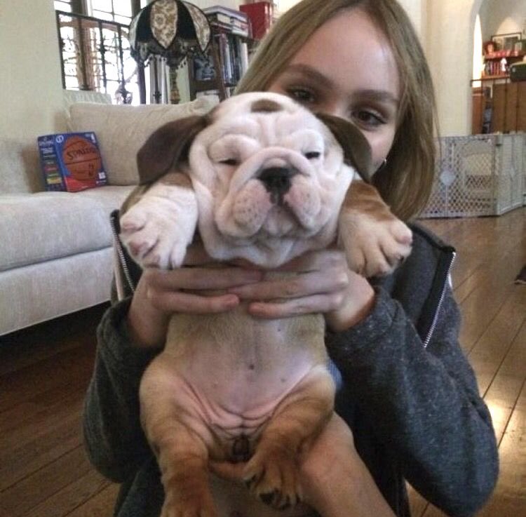SaudaArt's tweet photo. I need to draw wrinkle dogs next like this one https://t.co/3ciGuLOBJF