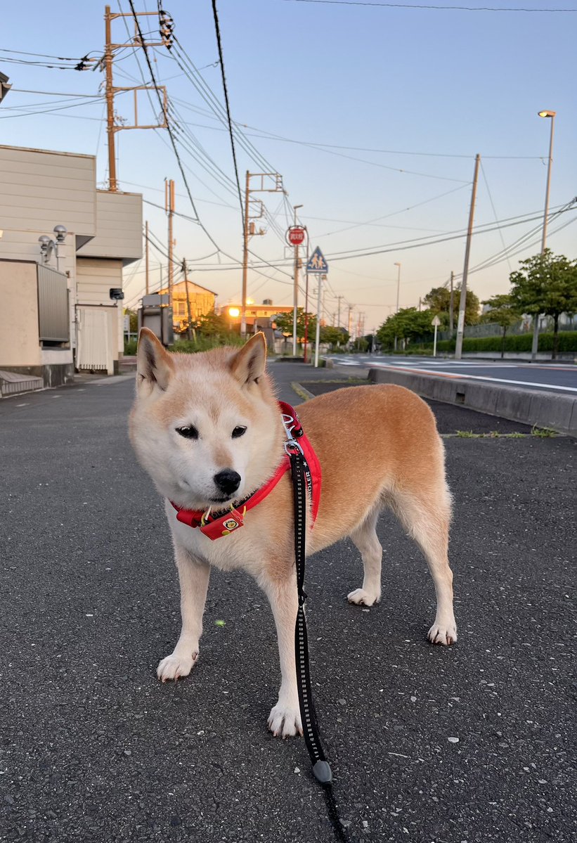 GearSrs's tweet image. おはようございます☀️
#キナコ埼玉