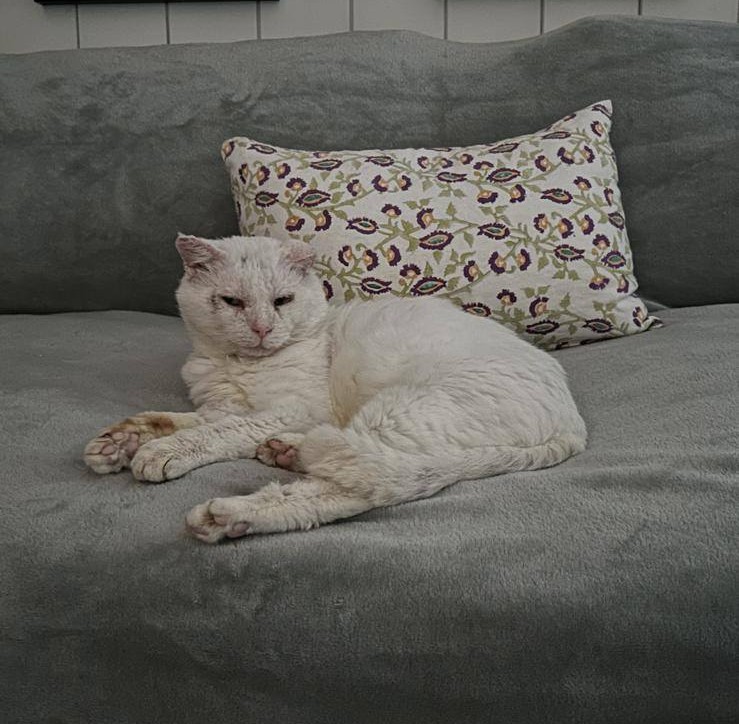 GalwaySPCA's tweet image. Elderpaw, adopted by Freddie and Simon, wasted no time getting to know his new home and feline family, who welcomed him like an old friend!
To see him so comfortable & so relaxed reminds us why we do this day in, day out!
Thank you to also to Sherlie, Elderpaws foster mum.