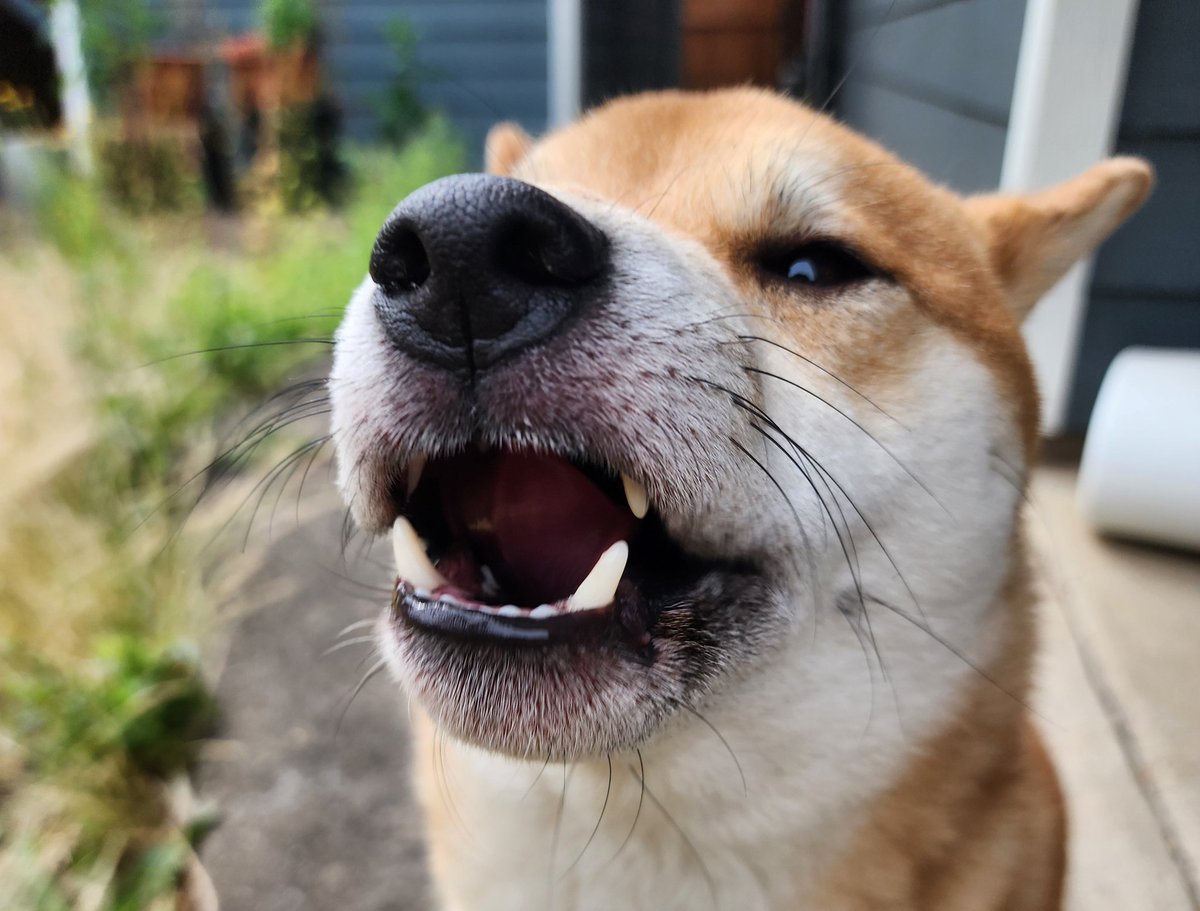 LtButtercup 🦊 tweet media