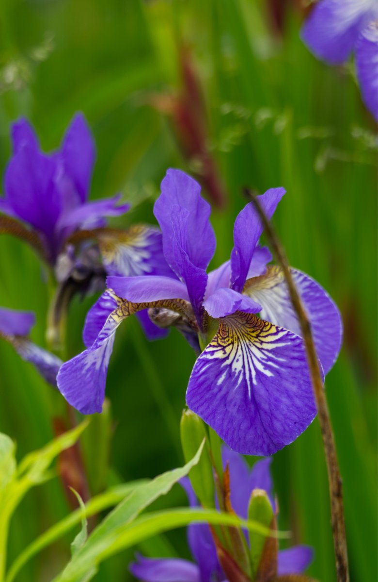 Run_fly_Smile's tweet image. What is tolerance? It is the consequence of humanity. We are all formed of frailty and error; let us pardon reciprocally each other's folly - that is the first law of nature 馃槉
Voltaire
#Tolerance #Humanity #Error #Law #Nature #Voltaire #Iris #Flower