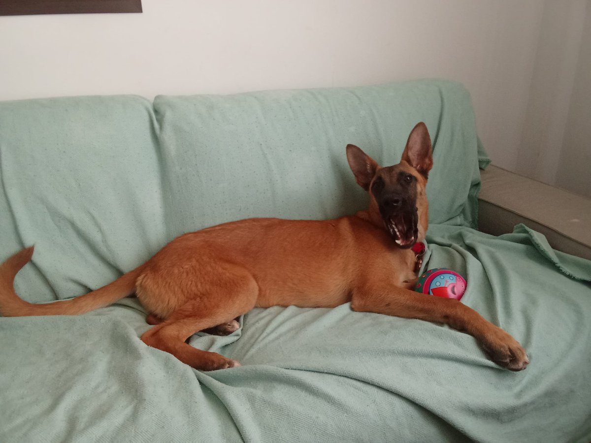 SOFÍA
Hembra cruce de Pastor Belga Malinoise, de unos 5 m.  de edad.
Está en #Antequera y busca un hogar y una familia responsable.
La persona adoptante solo tendrá que hacerse cargo del cambio de propietario y la esterilización.
CONTACTO: Arca del Torcal móvil 637 17 60 58