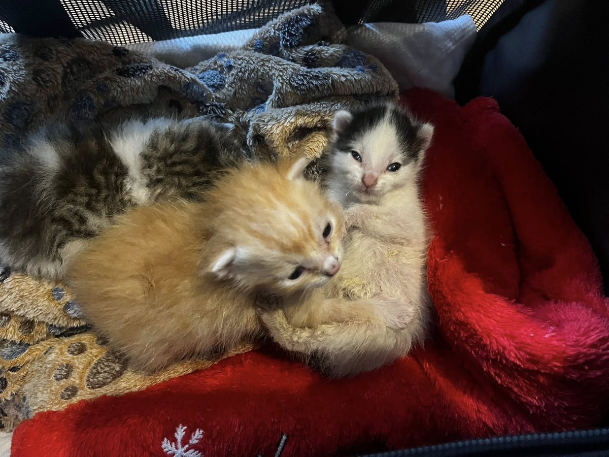 GalwaySPCA's tweet image. Freddie and Chicka are beginning to thrive & taking 10ml+ at every feed, their eyes are open. This small and fragile, nothing is guaranteed.
We sadly lost the smallest baby, Bonnie, after only two days. Foxy is continuing to fight and so are we.
Every feed is a moment of hope.
