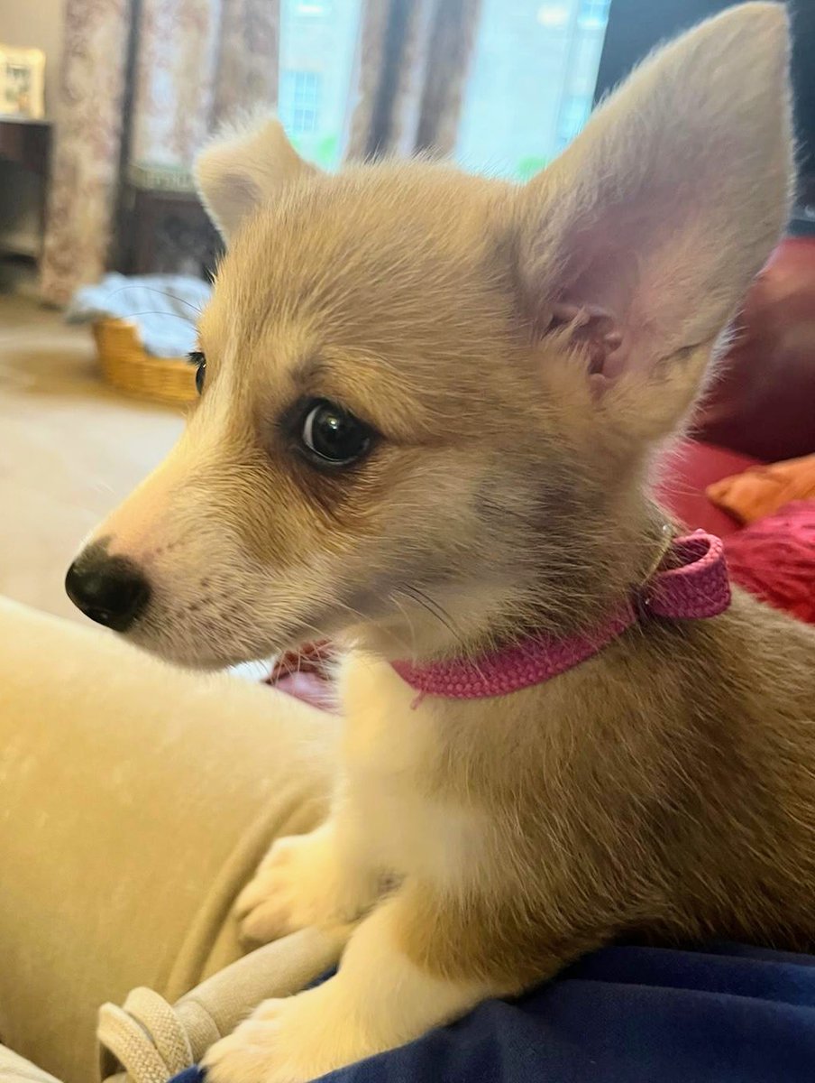 ASobocki's tweet image. We have a new puppy. Introducing "Peach Daphne". (The kids wanted to call her Peach. I wanted to name her after one of my favourite art teachers). Family is about compromise. @BirgitteUna @BDevlin1 @MrWillRoss @disillusioned66