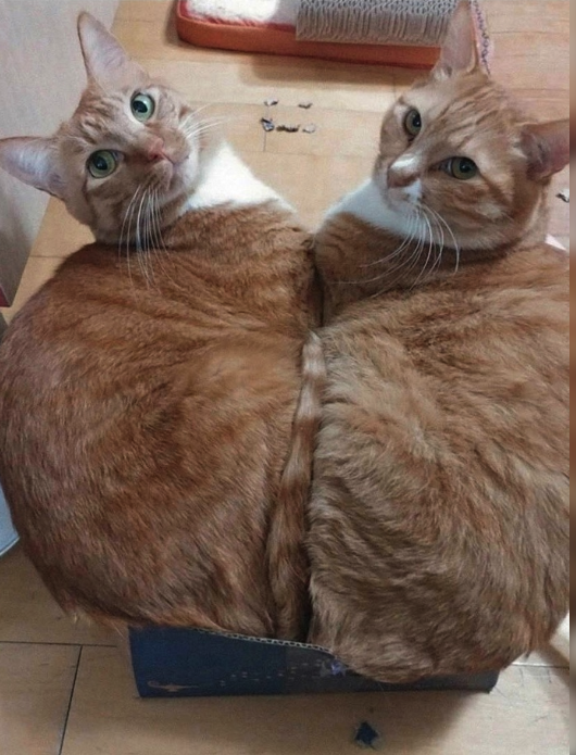 их всегда было двое!