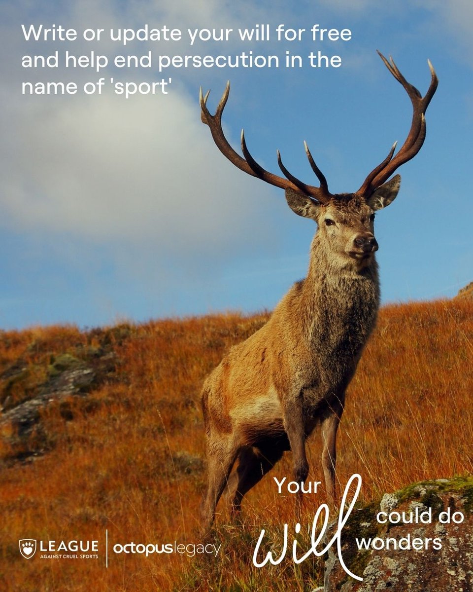 LeagueACS's tweet image. Gifts in wills play a huge part in all that the League achieves to protect animals at risk from hunting, shooting, and animal fighting.
We’ve partnered with @octopuslegacy to offer you the chance to write your will for FREE 👉 leagueacs.co.uk/qEh1z
#YourWillCouldDoWonders