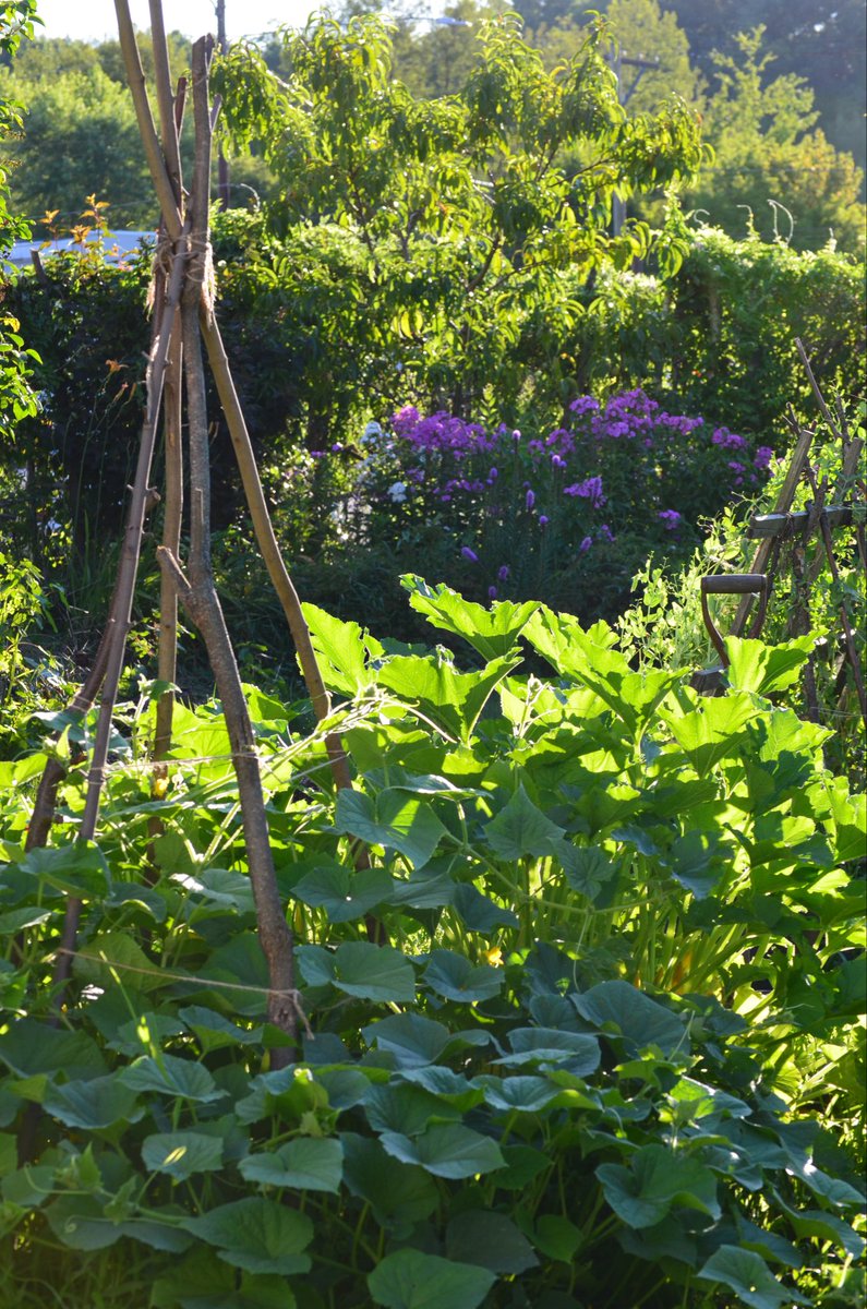 ForagingForever's tweet image. Peak garden season. Parisian cucumber in the foreground on the teepee trellis, and Black Beaty zucchini behind it, Sugar Snap peas still going on the trellis in the background.