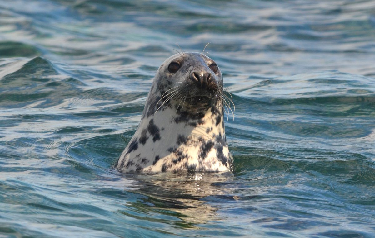 DevonWildlife's tweet image. We need to raise £18,000 to #SaveDevonsSeas and every donation makes a big difference.

You&apos;ll help us work with schools, communities, and local businesses to raise awareness and build a culture of care for our marine life. 💙

Donate 👇 
buff.ly/Js3lzRG 

📸: Adam Jones