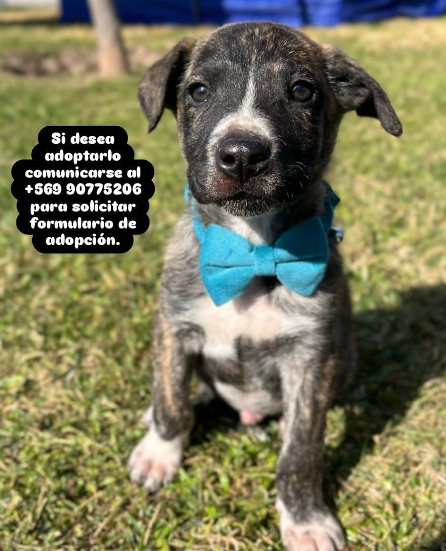 eltuitdemarsh's tweet image. Hermoso cachorrito, de aproximados 3 meses, en adopción responsable. Se encuentra con su primera vacuna y desparasitado. Es muy dulce, regalón y juguetón. Si deseas darle un hogar para siempre, comunícate al +56990775206. Favor RT!
#PuenteAlto