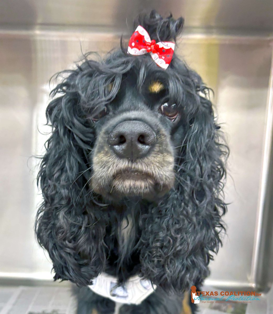 TCforAP's tweet image. You can fully vaccinate &amp;amp; get a heartworm test for your dog at TCAP for only $60!!🐶

Calendar: ow.ly/GO3n50WrRkn
Vaccine Info: ow.ly/xfbB50WrRkg

#PetLoversFirst #TexasForThem #NeuterIsCuter #TCAPSpayNeuter #DFWSpayNeuter #LowCostPetCareDFW #DallasPetWellness