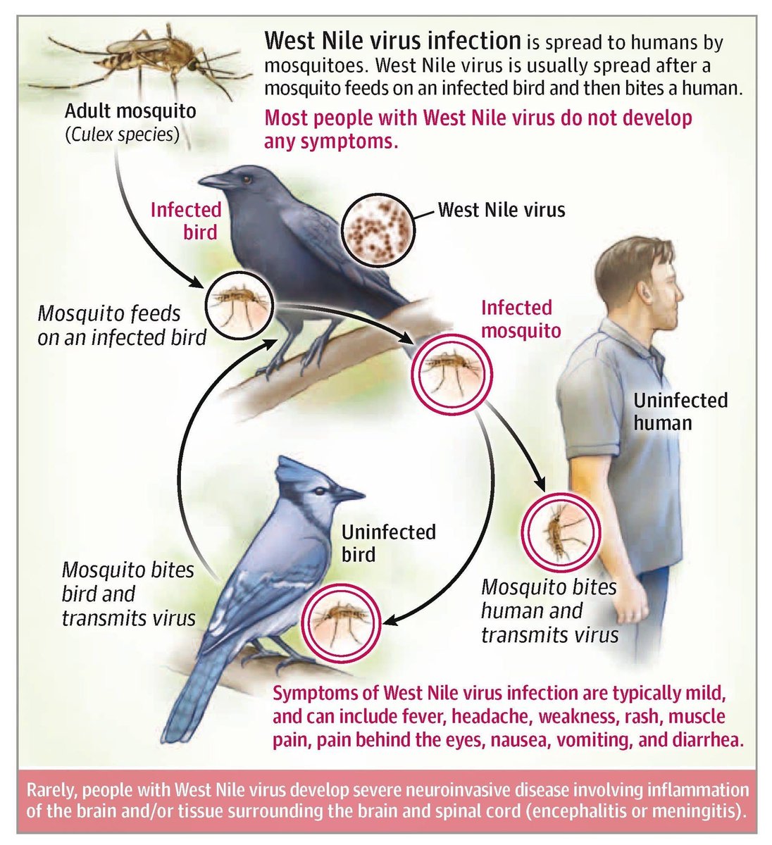Can Humans Get West Nile Virus from Birds? Essential Facts Revealed
