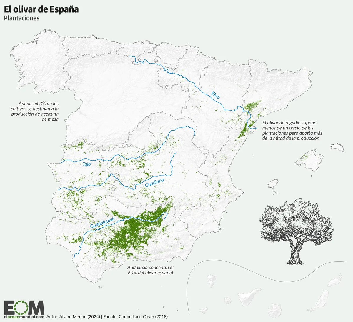 🫒 Este es el mapa de los olivos de España 

España cuenta con 340 millones de olivos y una superficie de casi 3 millones de hectáreas. Supone el 17% de las tierras de cultivo.

👉 La provincia de Jaén cosecha más aceitunas que toda Italia.

¿Lo sabías? Te leemos👀

Un mapa de
