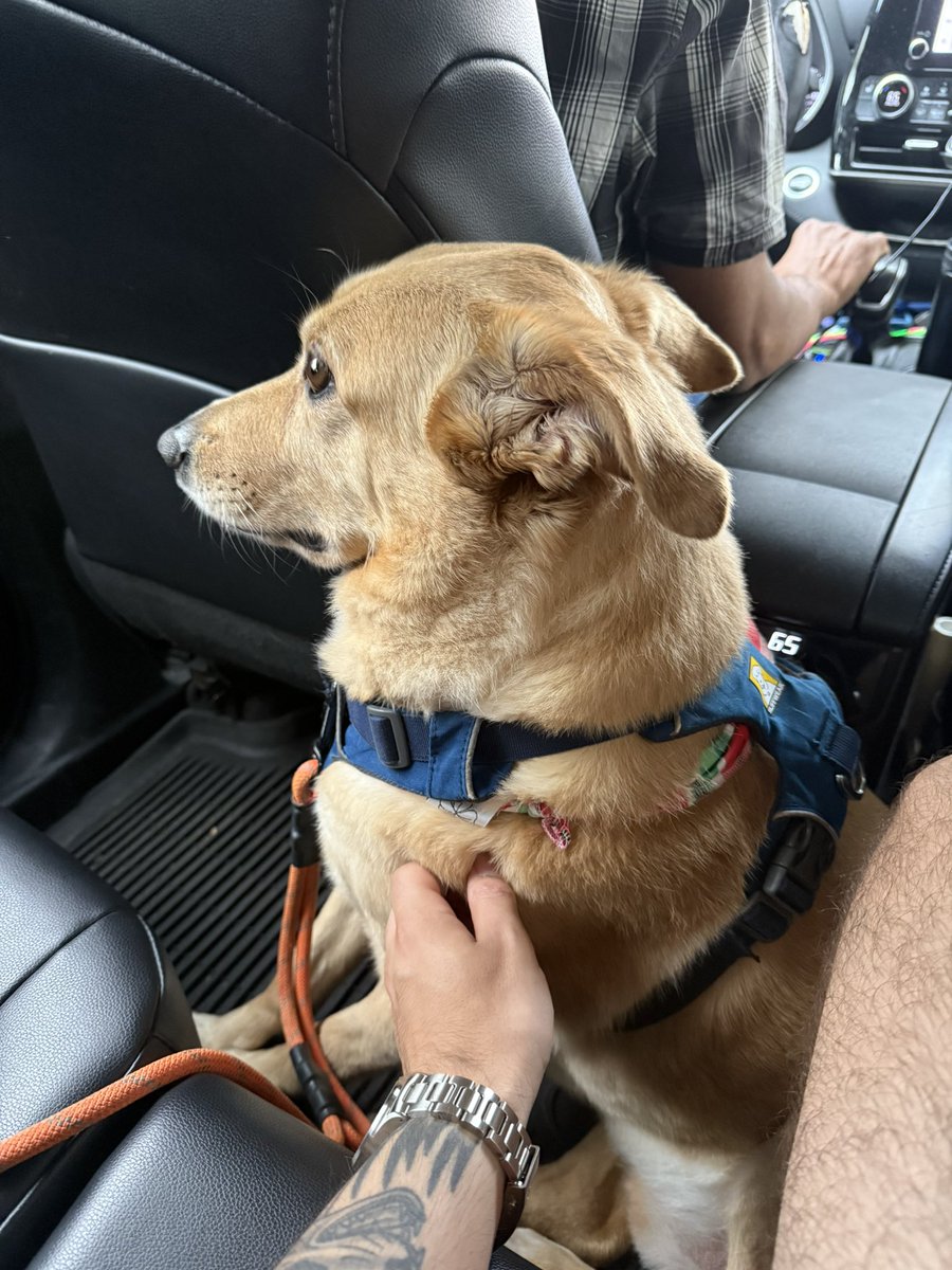 skooookum's tweet image. he didn’t know you’re not supposed to lick the uber driver’s elbow