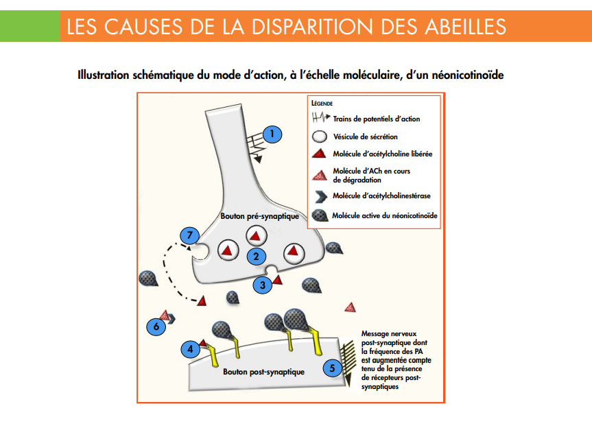 Néonicotinoïdes : un cours de révisions pendant les vacances ? cafepedagogique.net/2025/05/27/neo…