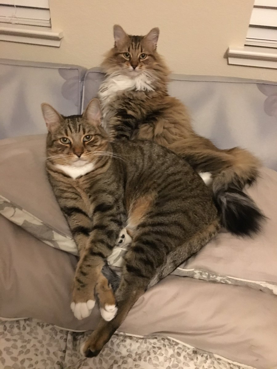 Happy 11th 🎈birthday🎈Earl!

He celebrates the same birthdate with Angel🌈Mooch, who celebrates in the rainbow 🌈 allotments.

He’s getting lots of treats and toys, and got almost a whole slice of bacon for breakfast!

Love my little baby man!

#cats #CatsOfTwitter #Hedgewatch