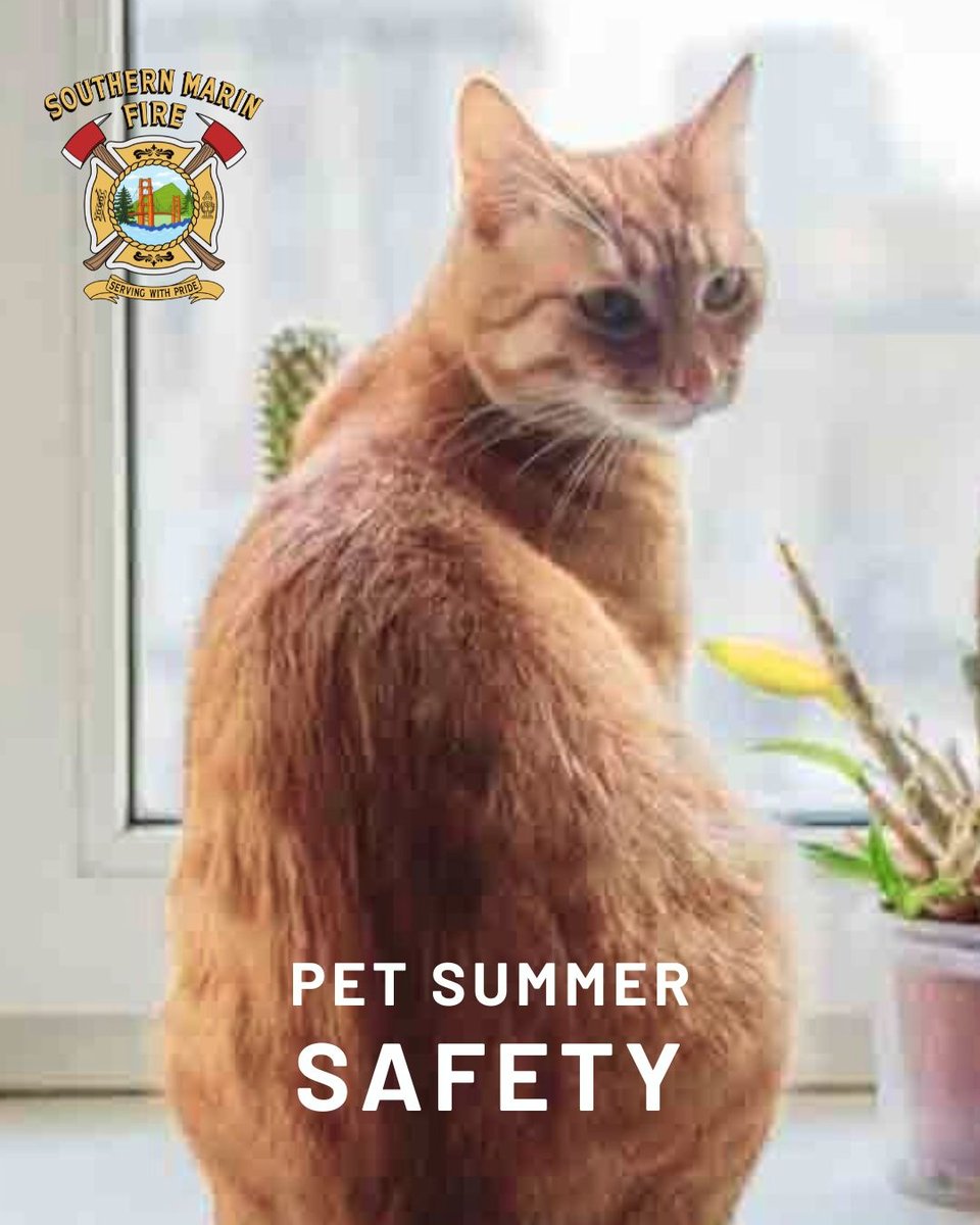 Protect your pets from heat this summer with these tips:

🐾 Always have fresh water when you’re outside
🐾 Never leave animals alone in a parked car
🐾 When temps are high, keep your pet off the hot asphalt

More: Ready.gov/Animals