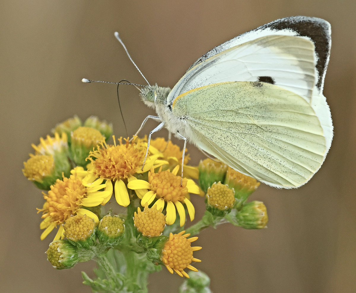 nikols_steve's tweet image. Large White on Common Ragwort, Tachbrook Country Park, Warwick. @BCWarwickshire @savebutterflies