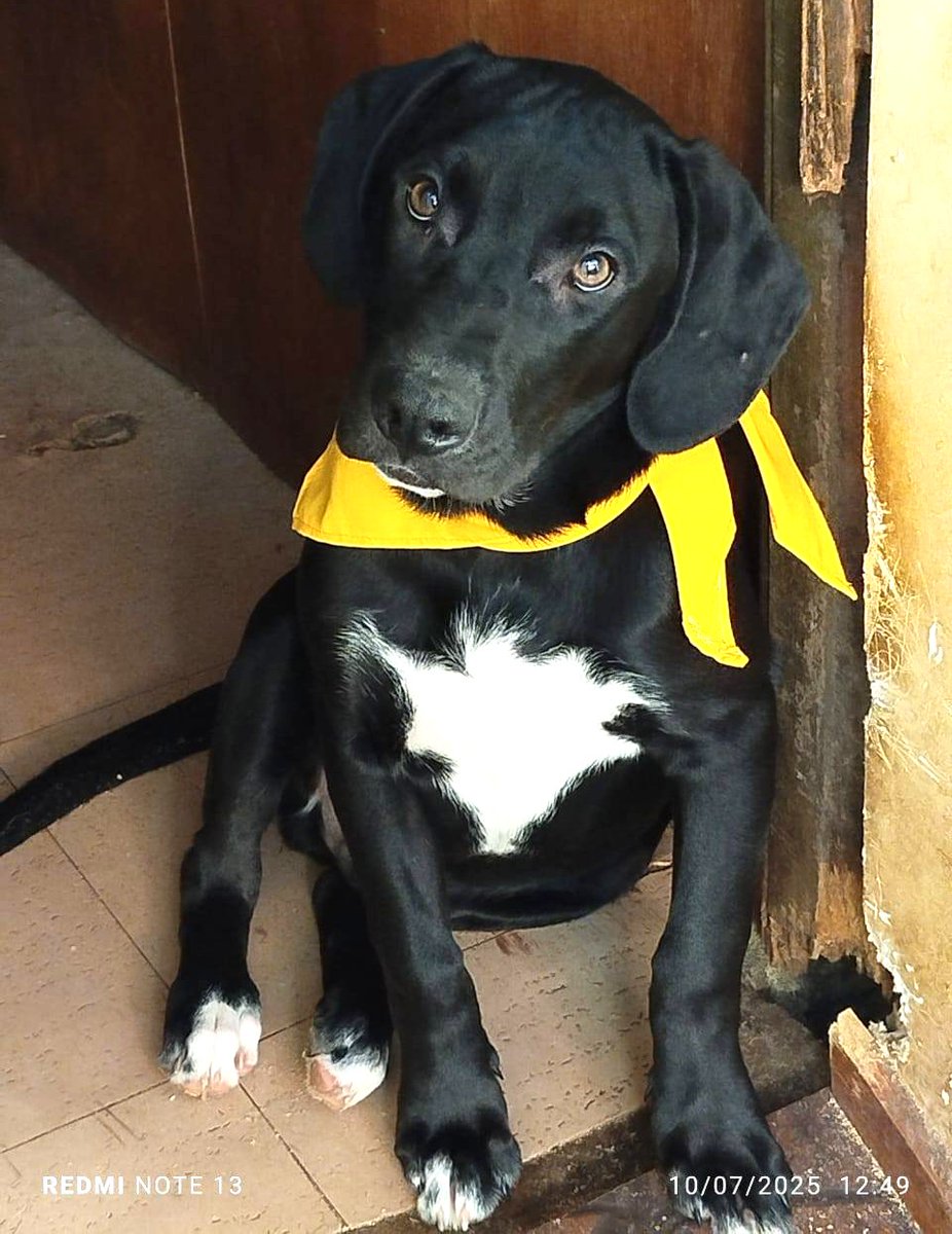 eltuitdemarsh's tweet image. Bello cachorro, mestizo de labrador, en adopción responsable. Tiene 5 meses. Se encuentra vacunado, desparasitado y se entregará castrado. Si deseas darle un hogar para siempre, comunícate al +56993371489. Favor RT!
#Peñaflor